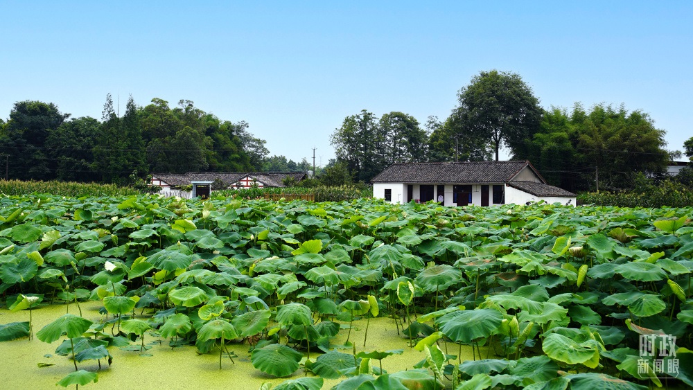 四川眉山，永豐村荷塘。2022年6月，習近平曾到此調(diào)研鄉(xiāng)村振興情況。（總臺央廣記者潘毅拍攝）