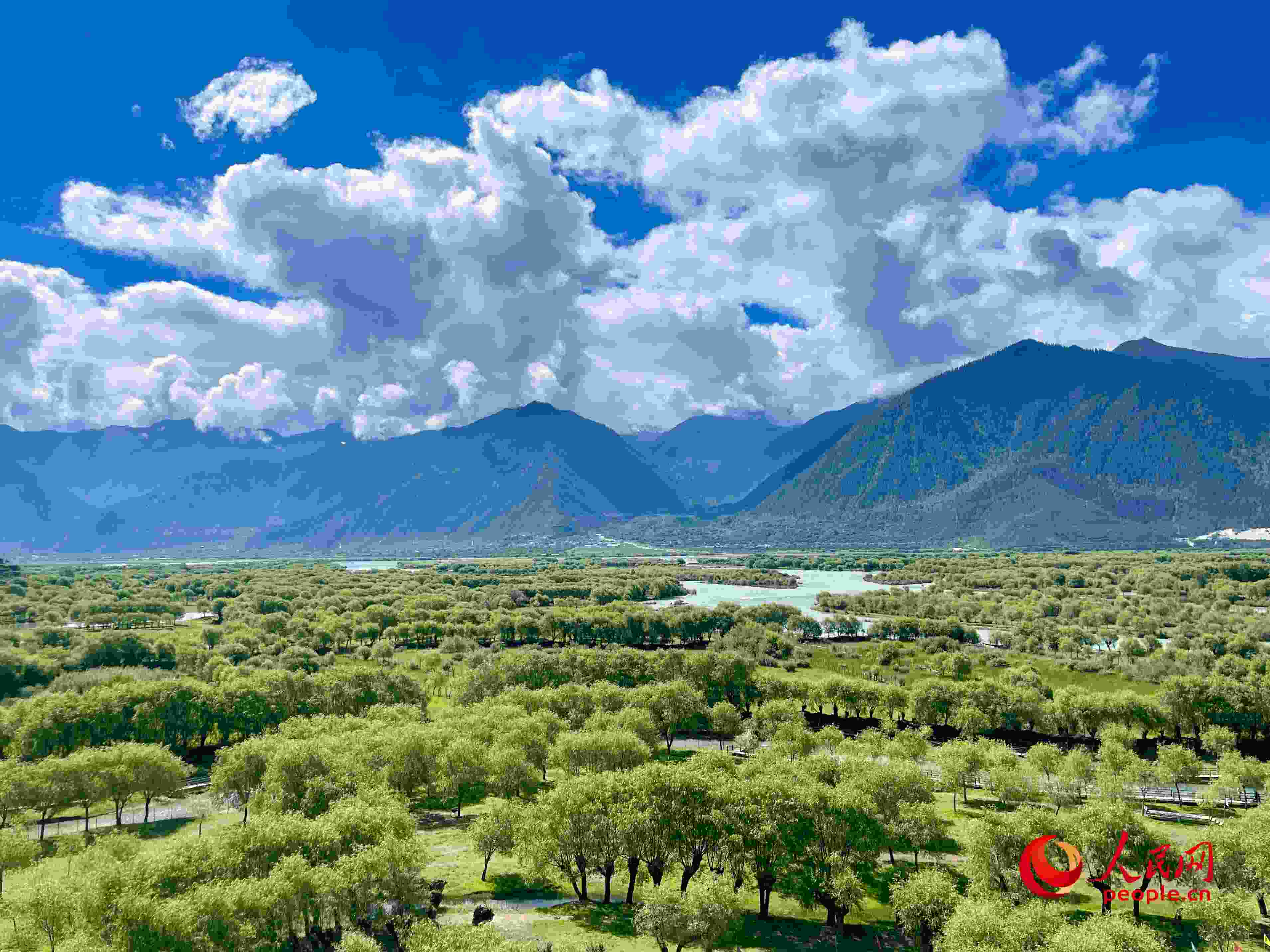 夏日的雅尼國家濕地公園生機盎然，如詩如畫。人民網(wǎng) 周靜圓攝