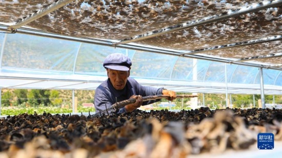 7月29日，在卓尼縣納浪鎮(zhèn)納浪村黑木耳種植基地，農(nóng)戶在翻曬黑木耳。