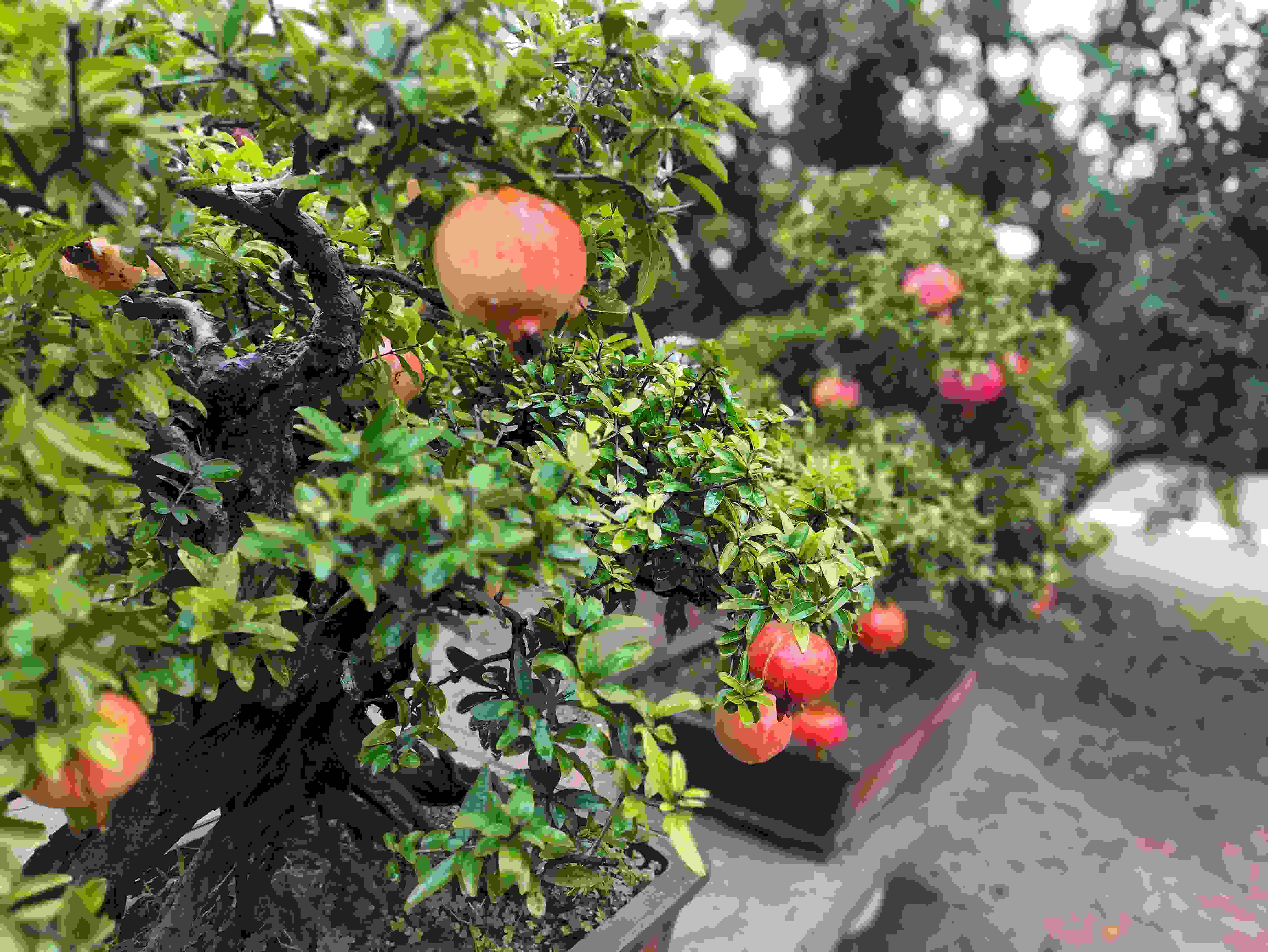 △石榴的發(fā)展帶動了當(dāng)?shù)厥衽杈爱a(chǎn)業(yè)。（總臺央視記者鐘信偉拍攝）