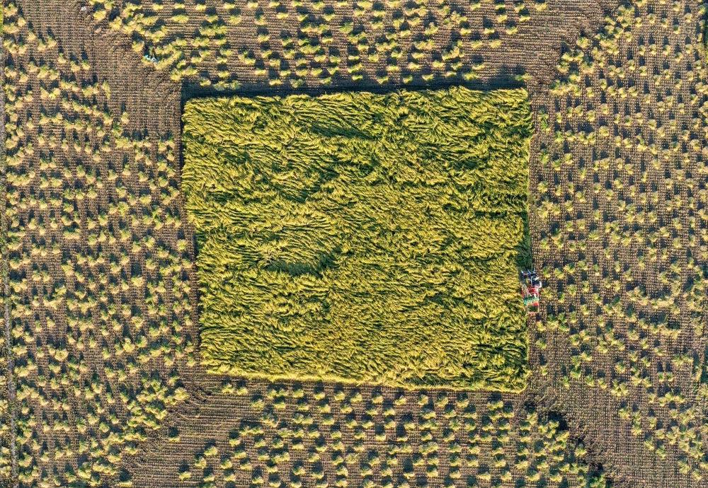 在吉林省舒蘭市平安鎮(zhèn)金星村，農(nóng)民駕駛農(nóng)機收割水稻（2023年9月21日攝，無人機照片）。新華社記者 張楠 攝
