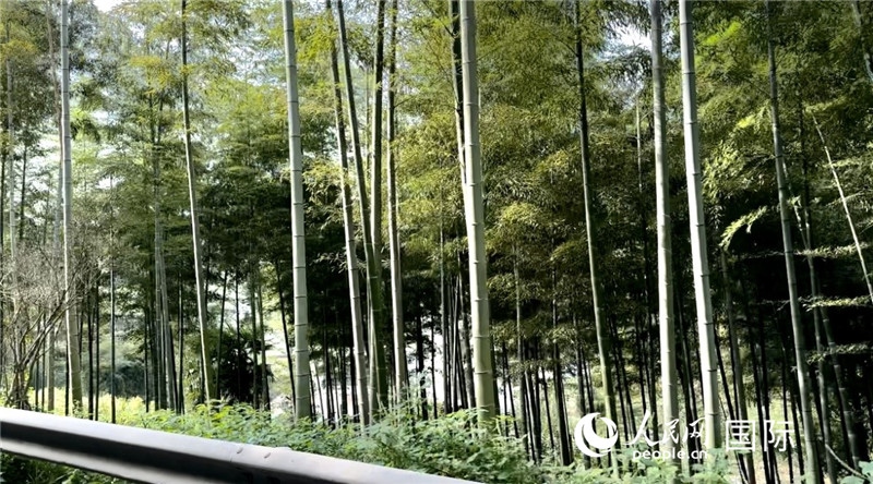 沿途中的竹林。人民網(wǎng)記者 周雨攝