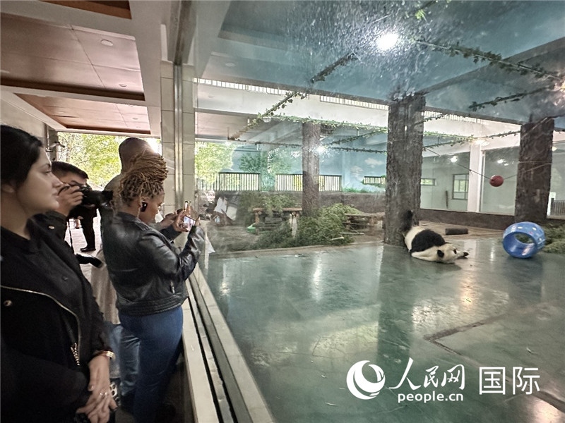 “增進(jìn)民心相通”國(guó)際民間人士代表團(tuán)參觀安吉竹博園大熊貓館。人民網(wǎng)記者 周雨攝