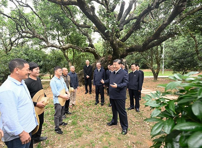 2023年4月11日，習(xí)近平總書記在廣東茂名柏橋村荔枝種植園，同現(xiàn)場技術(shù)人員親切交流。