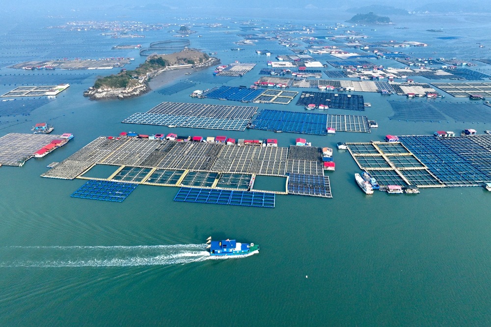 這是2024年1月11日拍攝的福建省寧德市霞浦縣海上養(yǎng)殖區(qū)（無(wú)人機(jī)照片）。新華社記者 姜克紅 攝