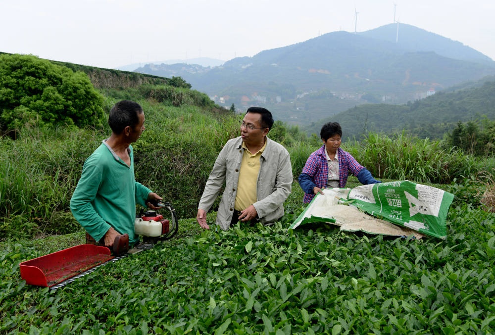 2024年5月9日，在福建省安溪縣西坪鎮(zhèn)珠洋村，科技特派員（中）在指導(dǎo)茶農(nóng)使用機(jī)器科學(xué)化采收茶葉。新華社記者 魏培全 攝