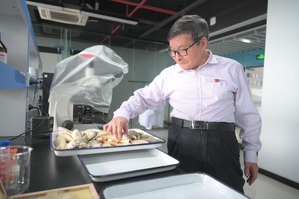 2024年5月8日，劉家富在位于福建省寧德市科技服務(wù)中心大樓的海水養(yǎng)殖生物育種全國(guó)重點(diǎn)實(shí)驗(yàn)室了解大黃魚(yú)的培育情況。新華社記者 林善傳 攝
