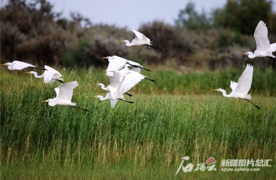 成群的白鷺在阿勒泰科克蘇濕地國家級(jí)自然保護(hù)區(qū)飛翔。新疆石榴云 阿爾達(dá)克·拜斯汗攝