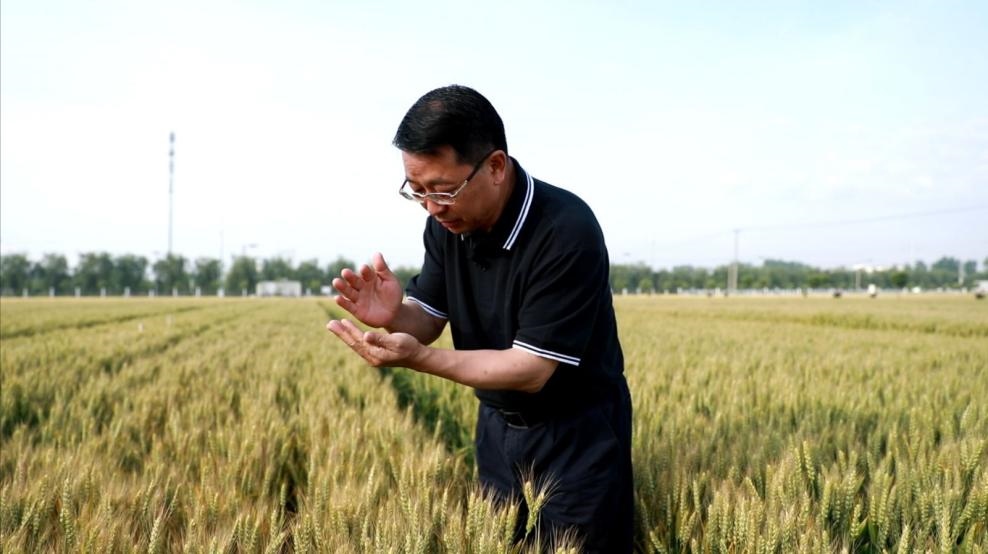 張福鎖在曲周查看小麥長(zhǎng)勢(shì)。受訪者供圖