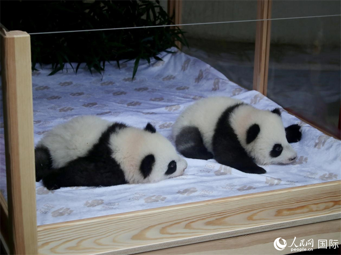 柏林動物園的明星“夢好”與“夢甜”。人民網(wǎng) 肖晶攝