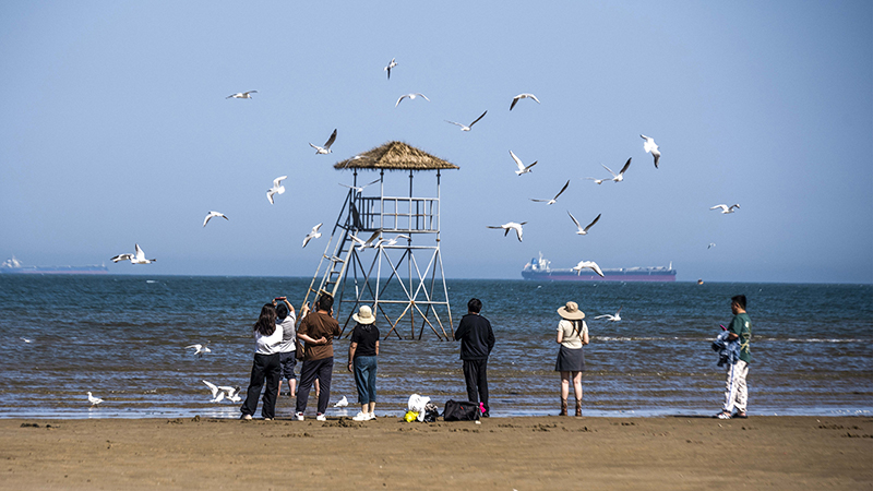 2024年5月12日，河北秦皇島，北戴河鴿子窩公園成群海鷗在天空中自由翱翔，與大海、藍天構(gòu)成了一幅美麗的畫卷。