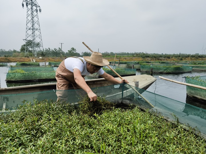 陳樹在湖北省仙桃市剅河鎮(zhèn)余腦村黃鱔繁育基地觀察黃鱔長勢。新華社記者宋立崑 攝